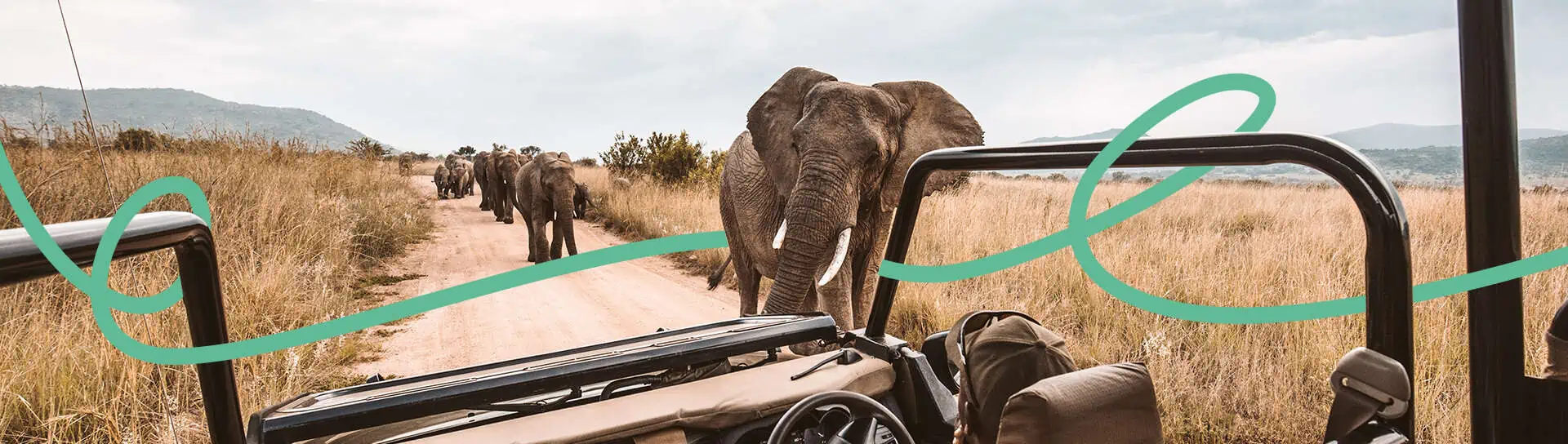 Výhled z auta na slony v safari